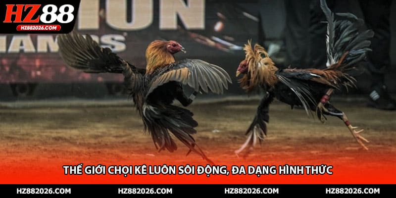 Thế giới chọi kê luôn sôi động, đa dạng hình thức